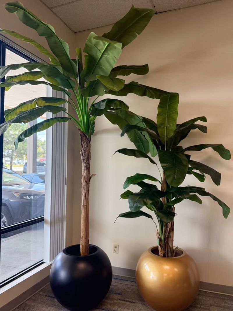 Banana Plant (Musa indoor varieties)
