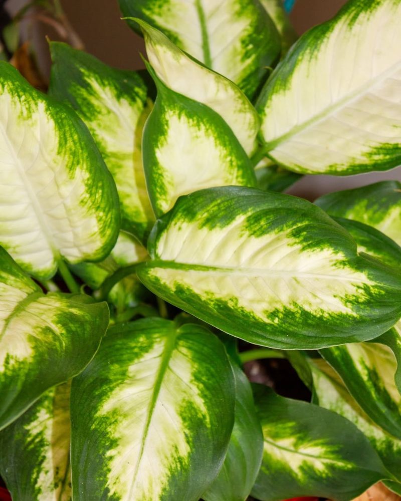 Dieffenbachia Adds Large Patterned Leaves Indoors