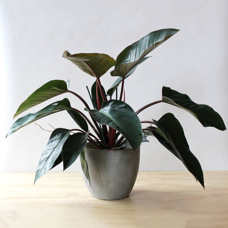 Philodendron 'Rojo Congo'