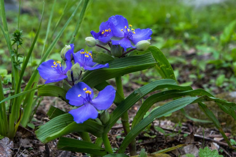 Spiderwort Provides Reliable Early Season Pollen