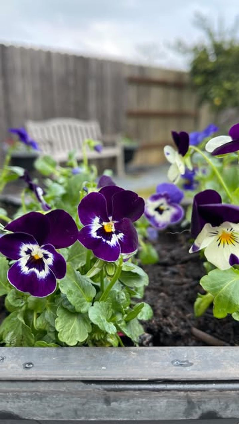 Position For Morning Sun, Afternoon Shade