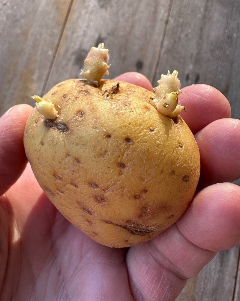 Cut And Prepare Seed Potatoes The Proper Way Before Planting