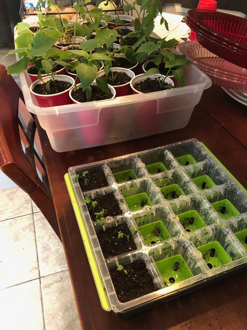 Learn When To Start Seeds Indoors Or Outdoors