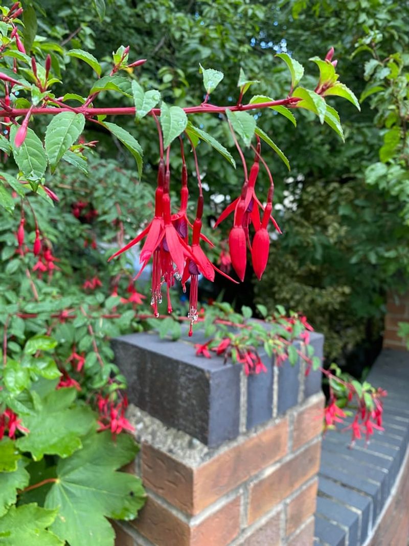 Prepare Soil For Optimal Growth