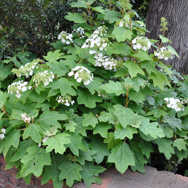 Spray Bt Early To Stop Feeding Without Harming Good Bugs