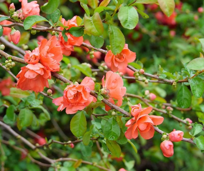 Flowering Quince (Chaenomeles speciosa)