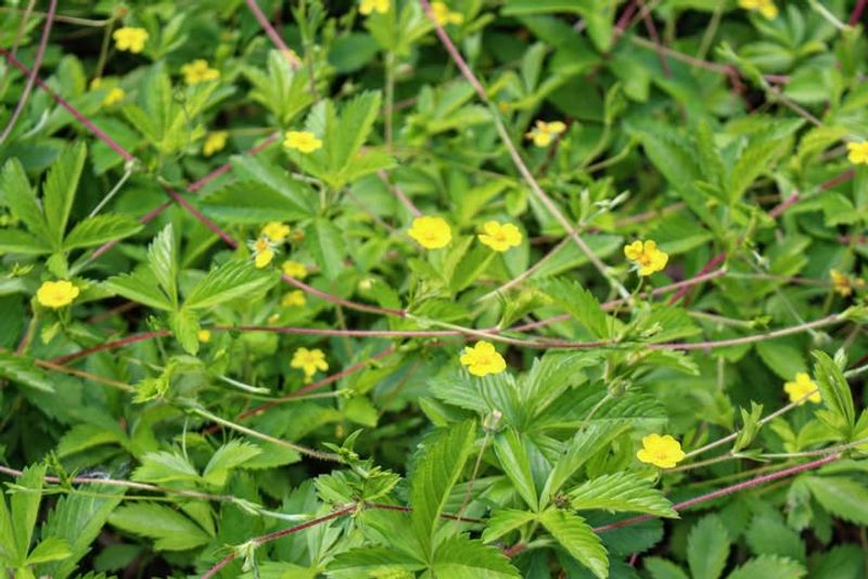 Potentilla - Long Bloom, Zero Drama