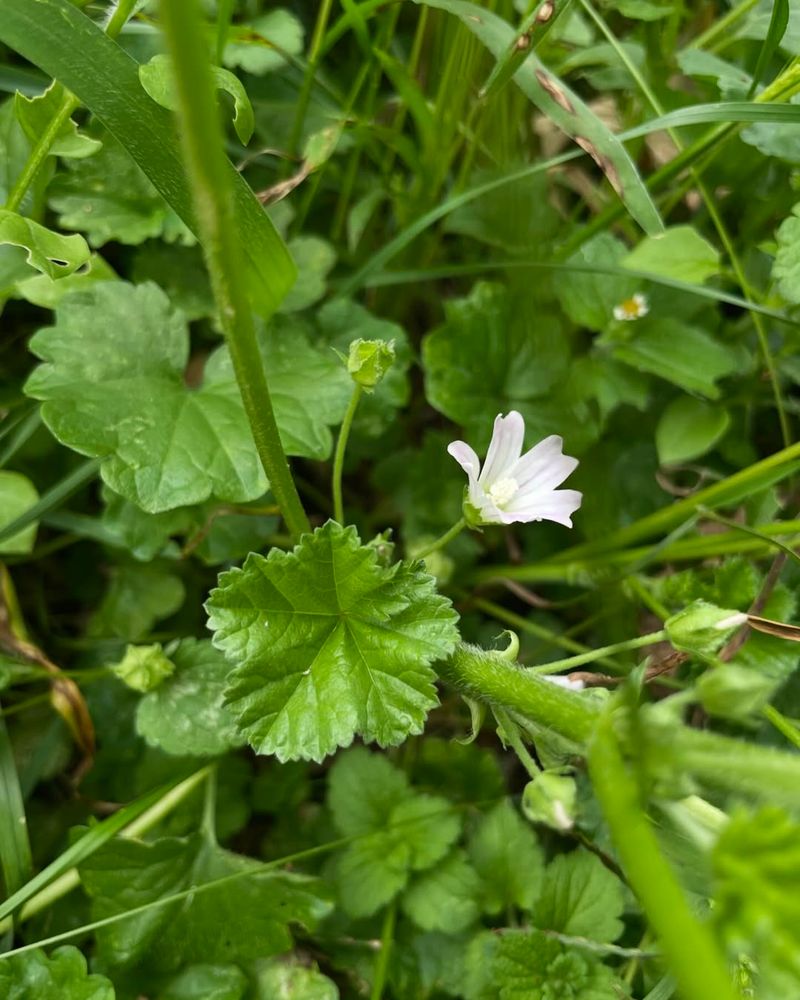 Common Mallow (Malva Neglecta)