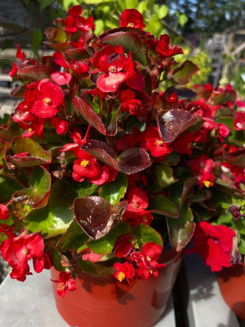 Fertilize Regularly During Growth