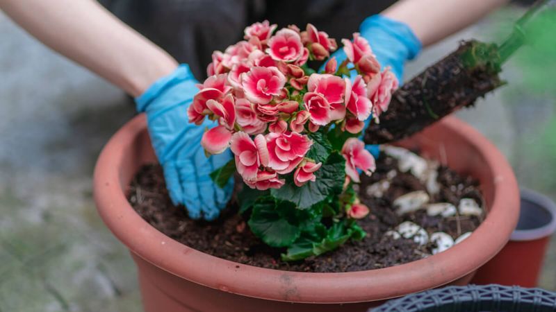 Protect From Pests And Diseases