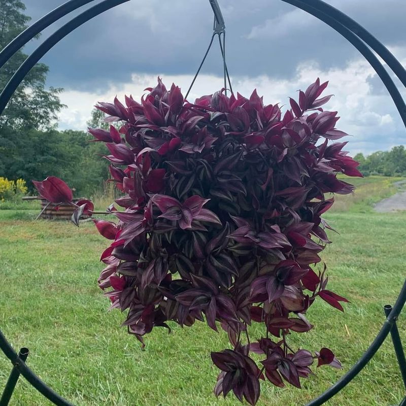 Use Hanging Baskets Or Spilling Containers