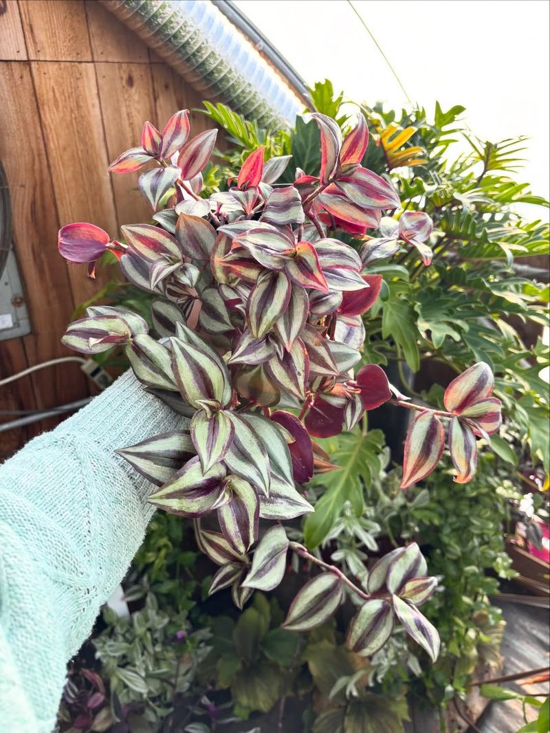 Rotate Indoor Plants To Keep Growth Even