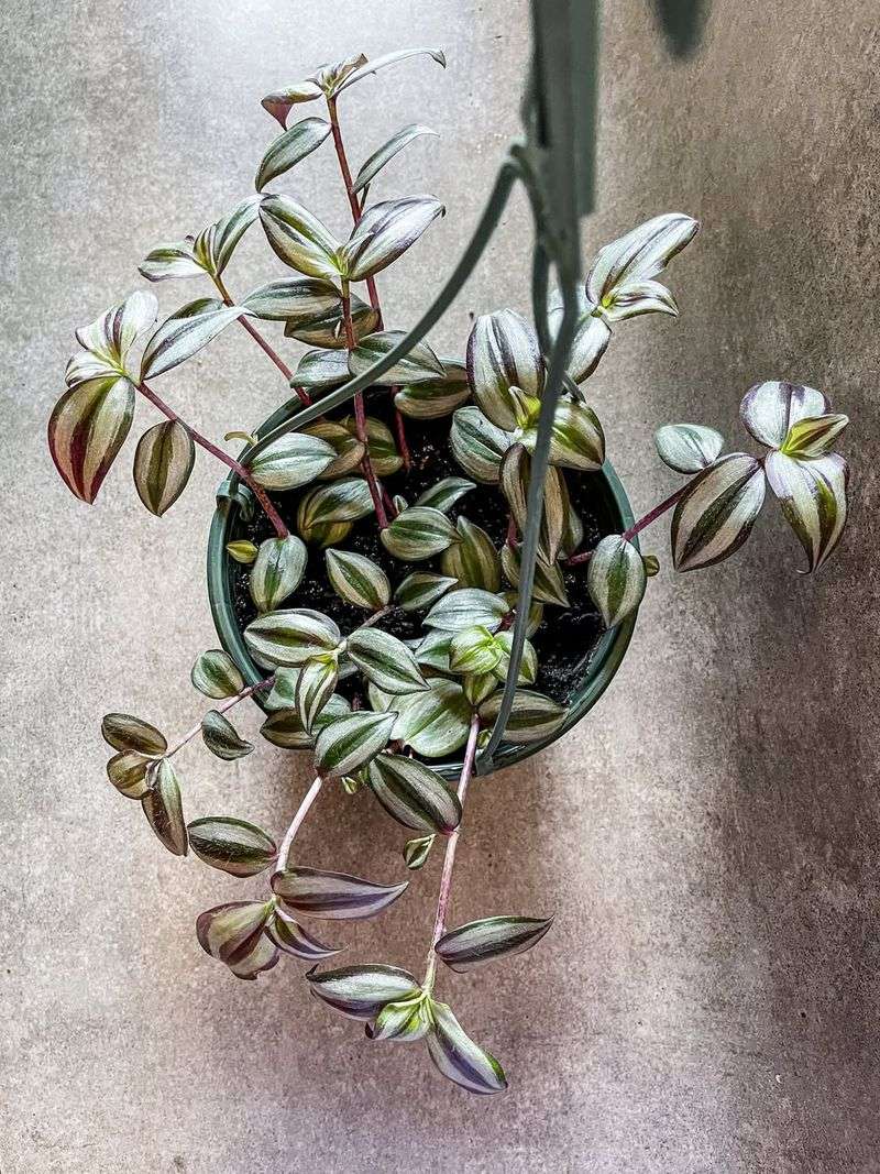 Bring Outdoor Plants Inside Before Cold Snaps