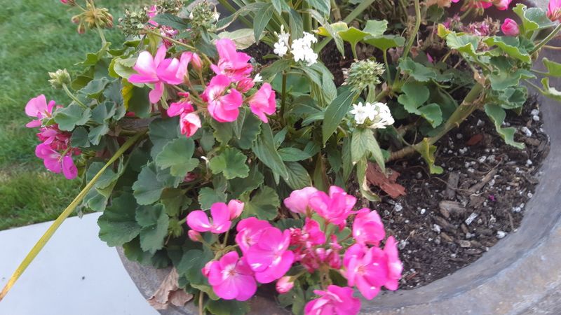 Well Drained Soil Prevents Root Problems