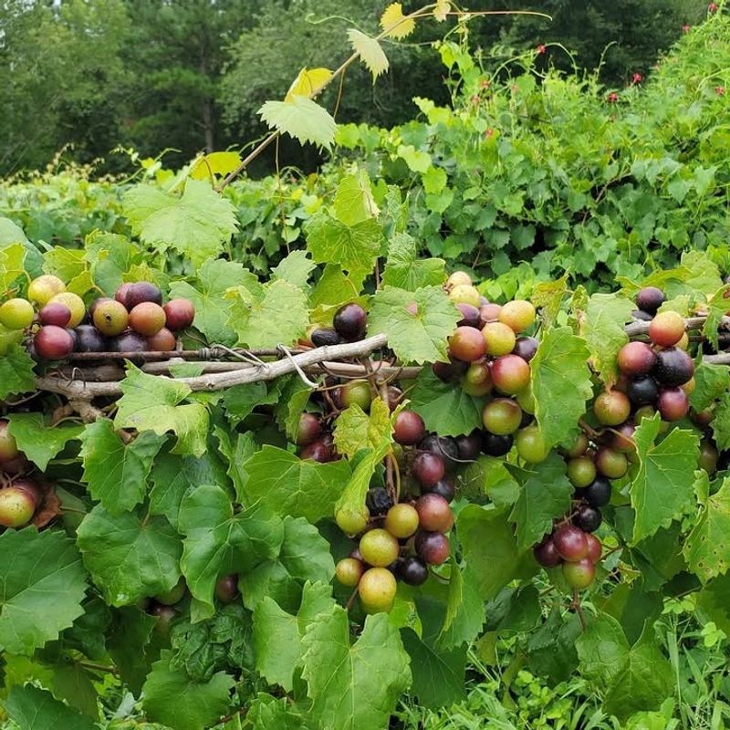 Improved Muscadine Types Expand Fruit Options