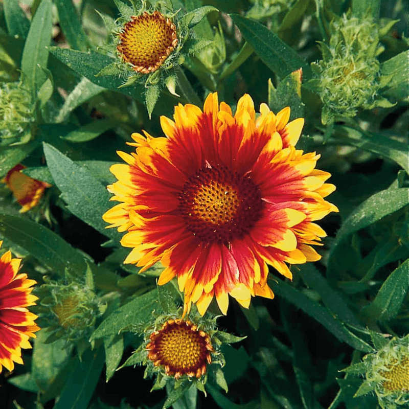Arizona Sun Gaillardia Glows In Fiery Tones