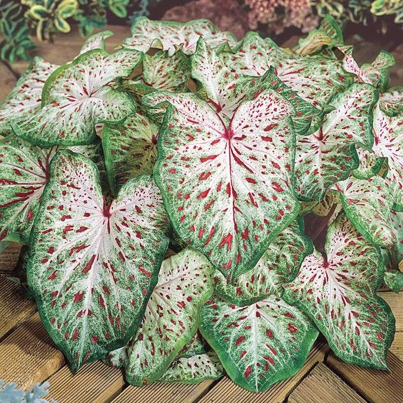 Gingerland A Large Speckled Leaf Caladium