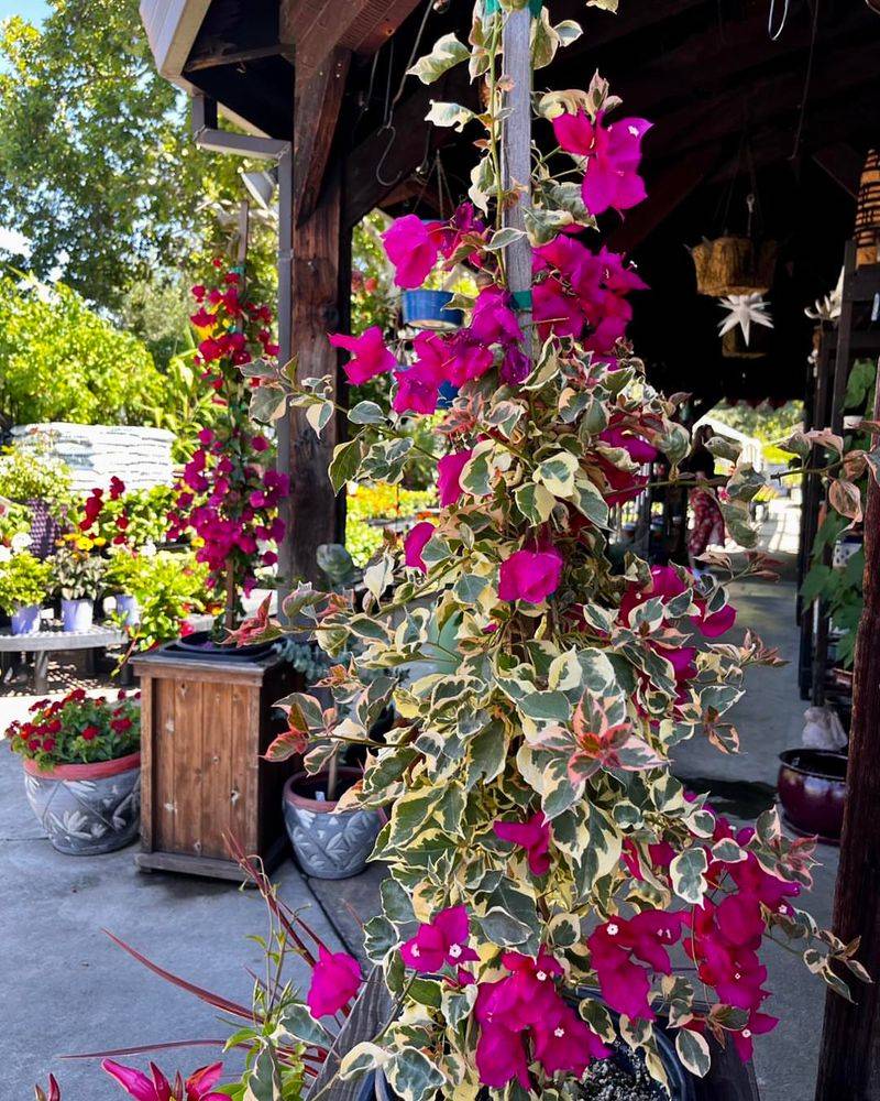 Raspberry Ice Bougainvillea Adding Color To Walls And Vines