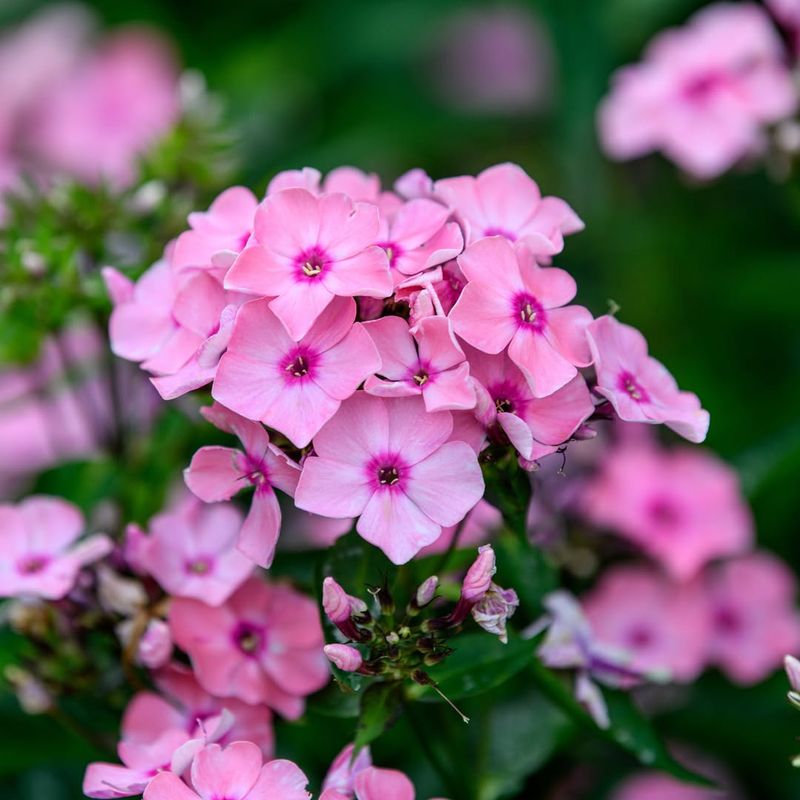 Garden Phlox Produces Tall Clusters Of Pink Flowers