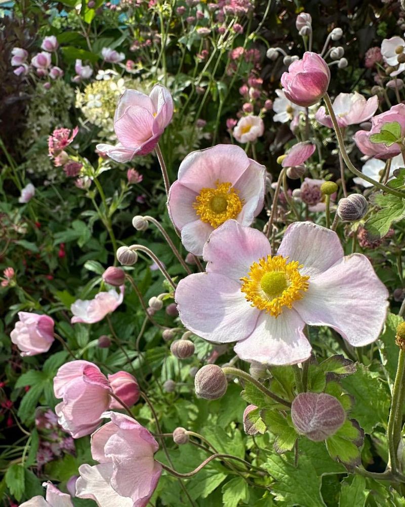Japanese Anemone Brings Elegant Pink Late Season Flowers