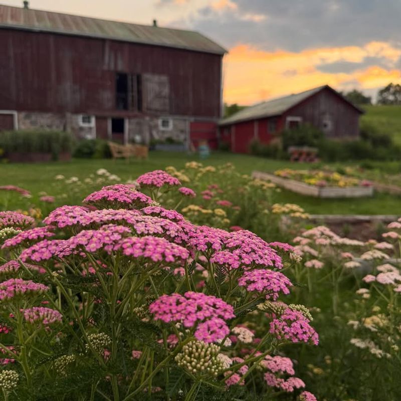 Pink Yarrow That Handles Drought With Ease