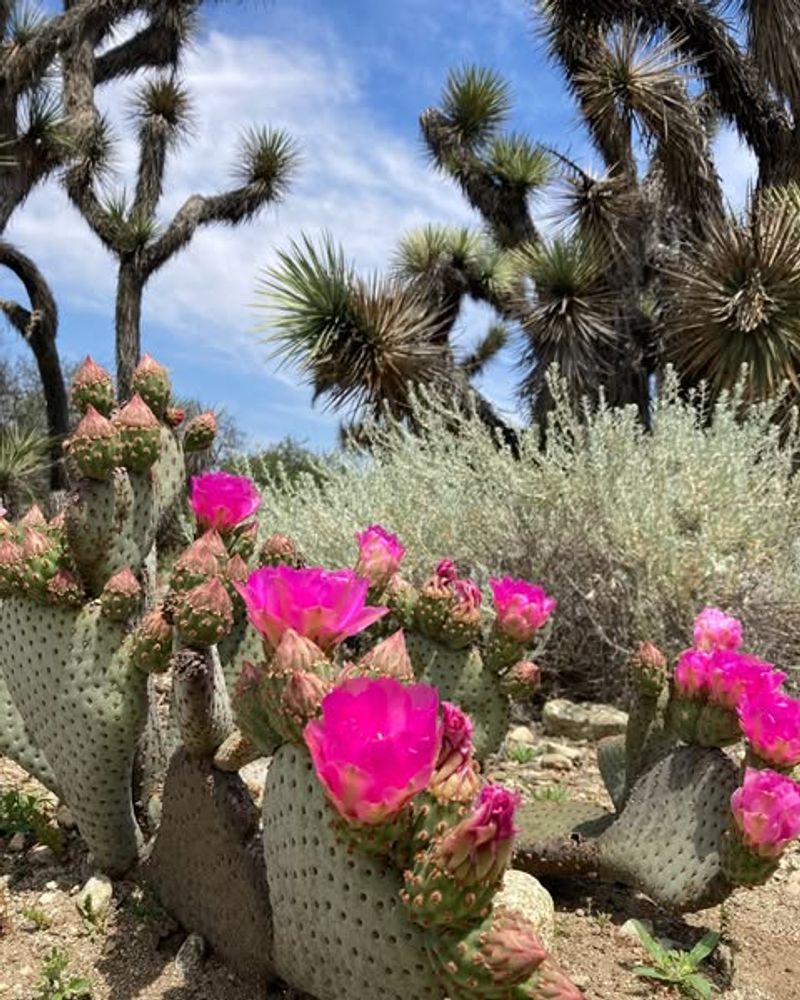 Beavertail Prickly Pear With Its Showy Spring Flowers
