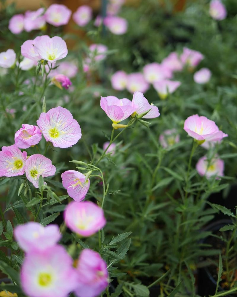 Pink Evening Primrose That Spreads In Sunny Beds