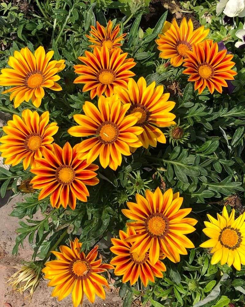 Trailing Gazania Stays Low And Thrives In Full Sun