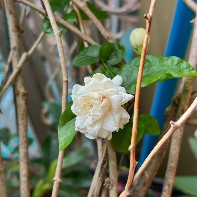 Arabian Jasmine Fills Warm Evenings With Rich, Sweet Scent