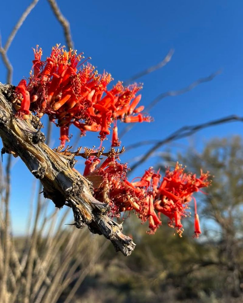 Ocotillo Fits Arizona Landscapes Without Constant Input