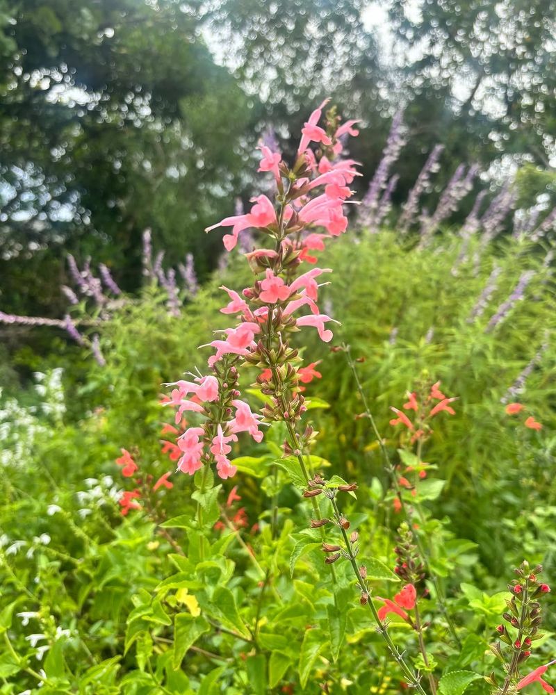 Pink Tropical Sage That Keeps Texas Gardens Buzzing All Season