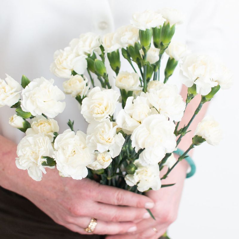 White Carnations