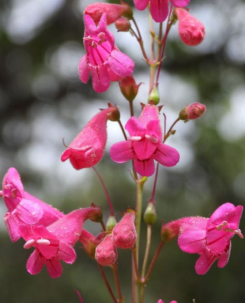 Pink Penstemon That Steals the Spotlight in Texas Gardens