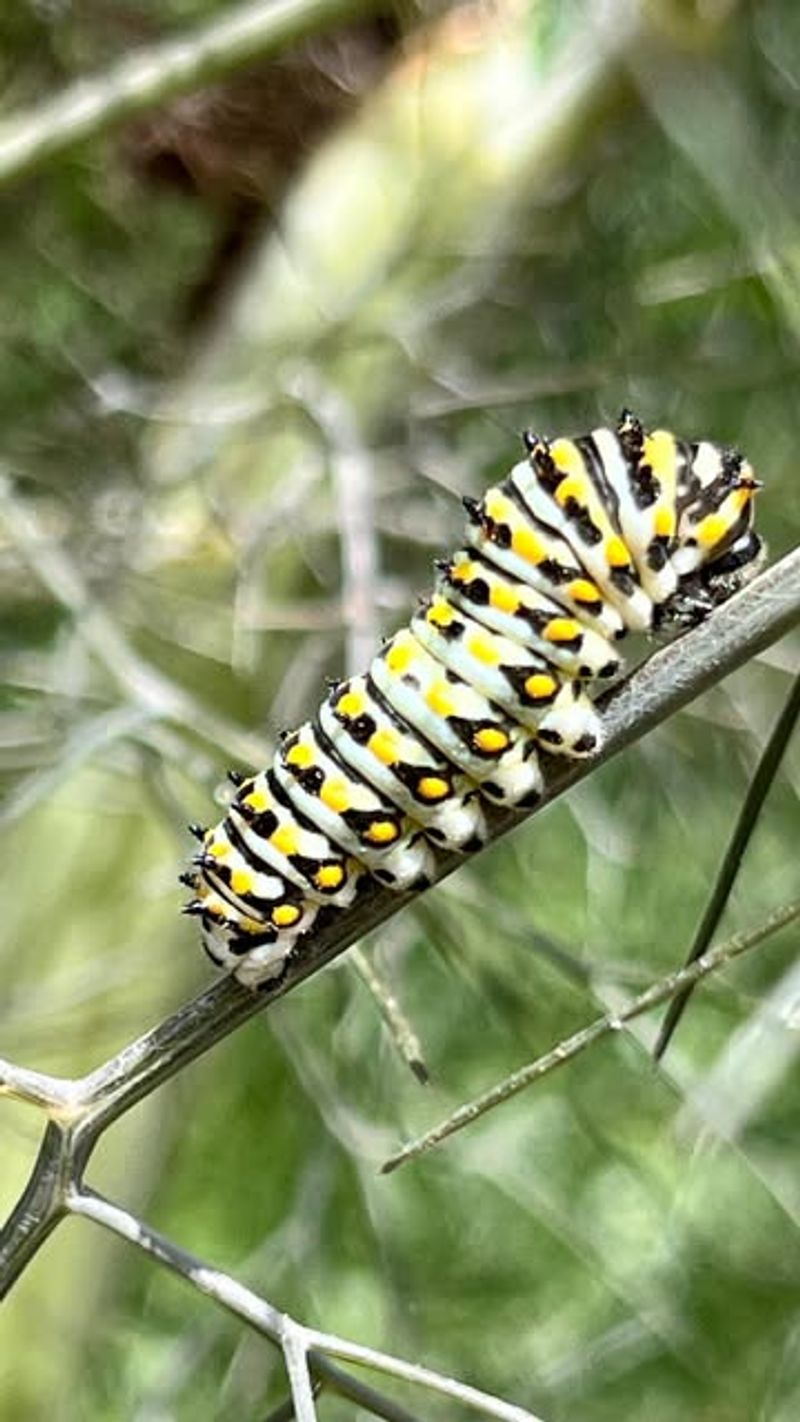 Fennel Acts As A Magnet For Swallowtail Larvae