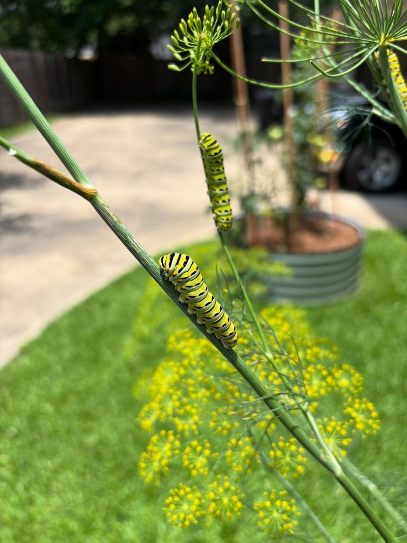 Fennel And Dill Host Black Swallowtail Garden Visitors