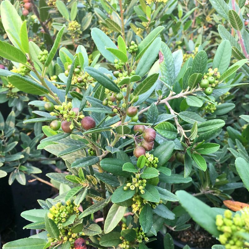 Coffeeberry (Frangula californica)