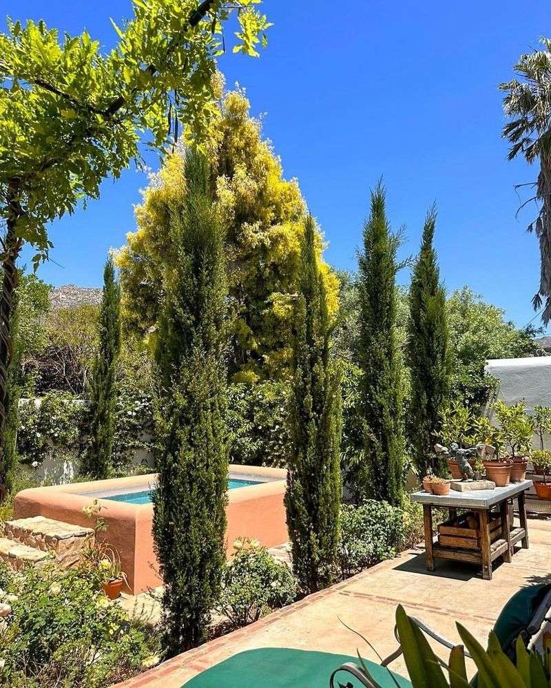 Italian Cypress (Cupressus sempervirens)