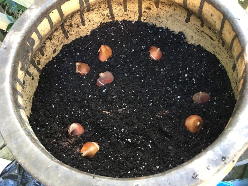 Water Lightly Until Growth Begins In Cooler Weather