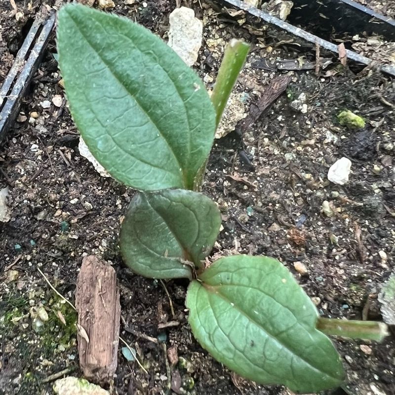 Water Gently And Let The Soil Dry Slightly Between Waterings