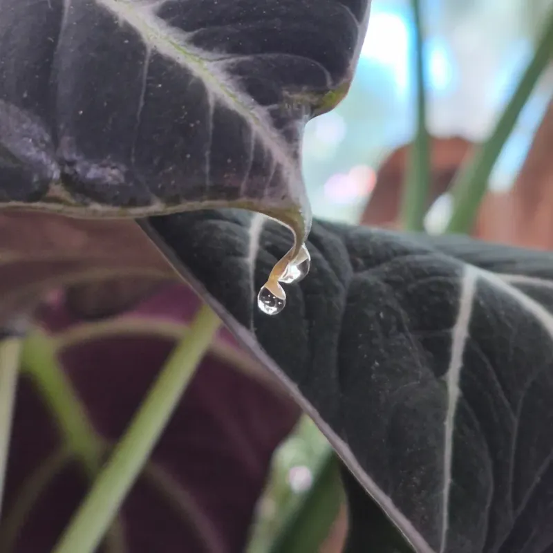 Low Humidity Environments