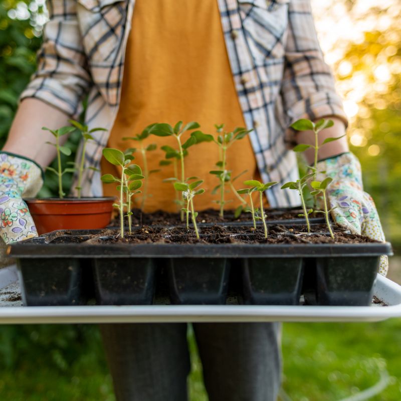 Harden Off Seedlings Before Planting Outside