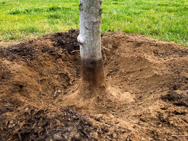 Mulch Properly Without Covering Trunks