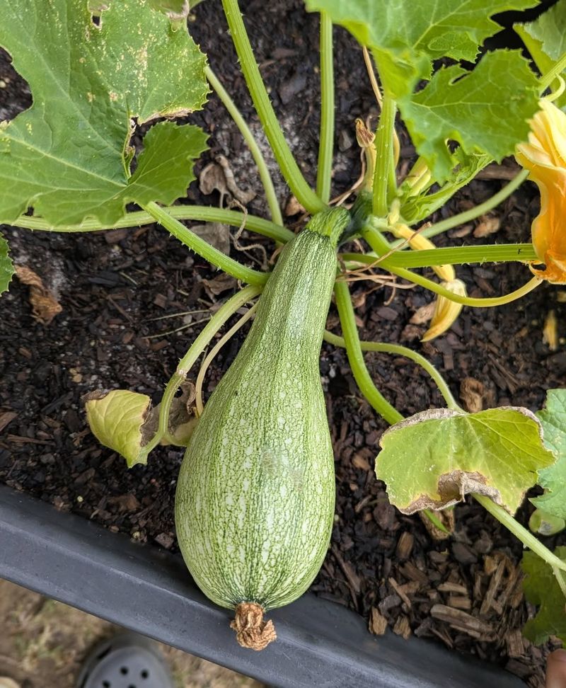 Manage Extreme Texas Heat Stress