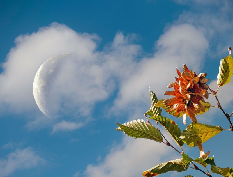 Combining Lunar Wisdom With Modern Garden Science