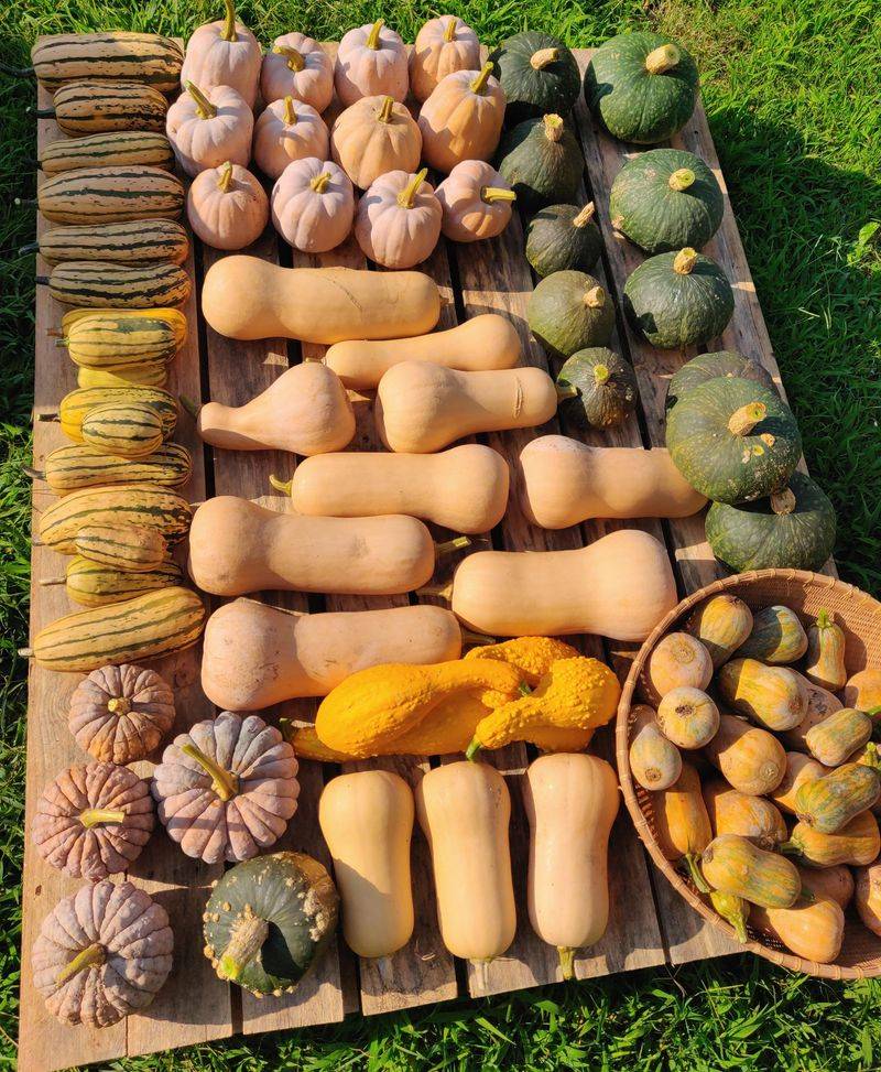 Harvest For Storage During The Waning Phase