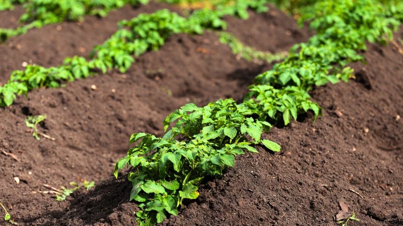 Hill Soil Around Growing Plants