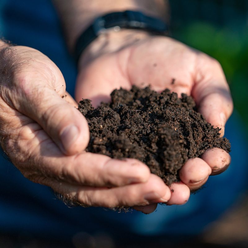 Prepare Well-Draining Soil With Plenty Of Organic Matter