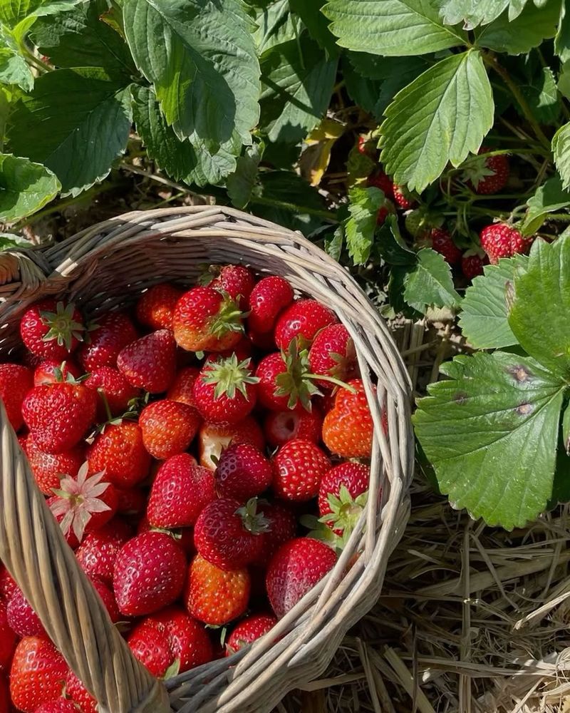 Give Strawberries Full Sun For Better Fruit Production