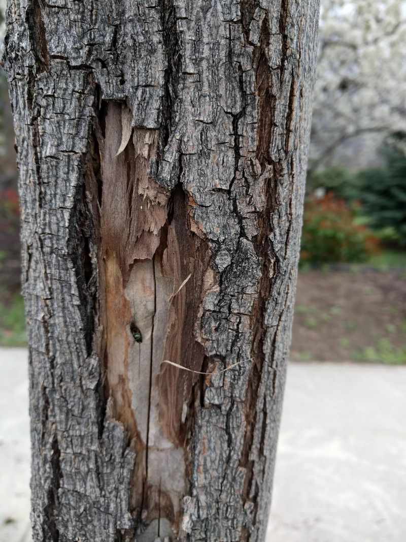 Bark Peeling Or Large Sections Turning Gray Or Black