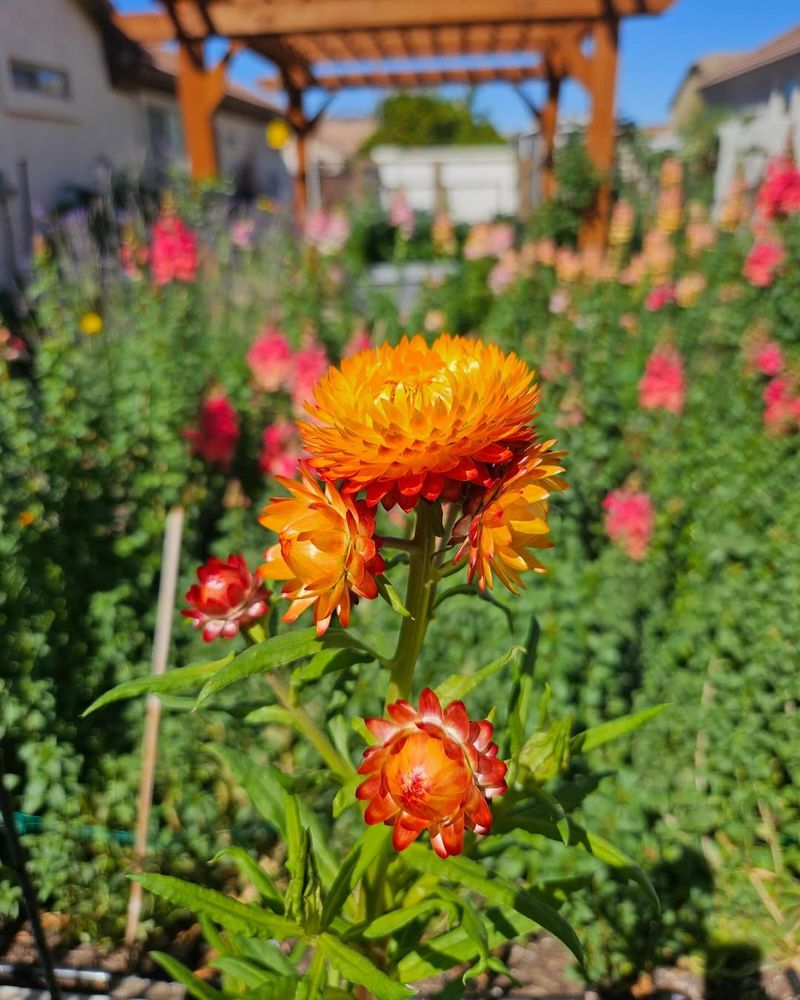 Remove Covers And Adjust Care As Days Start Warming